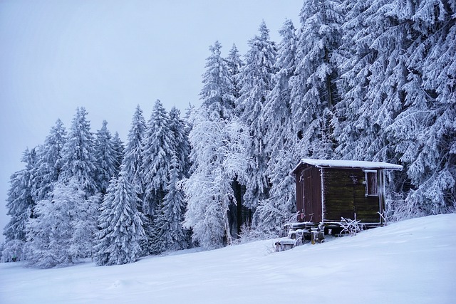 Invierno, Nieve, Bosque, Campo, Prado