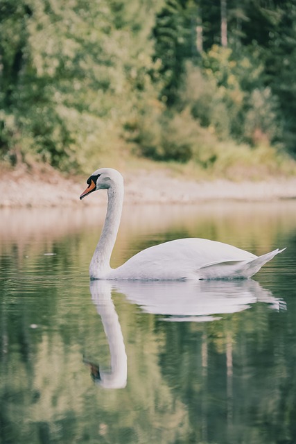 Free Swan Mute Swan photo and picture
