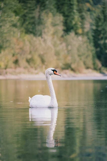 Free Swan Mute Swan photo and picture