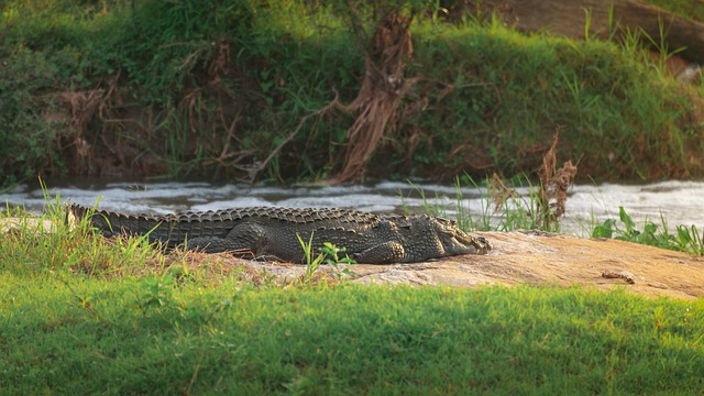Free Crocodile Nature photo and picture