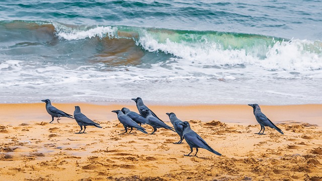 Free Ocean Nature photo and picture