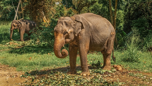 Free Elephant Nature photo and picture
