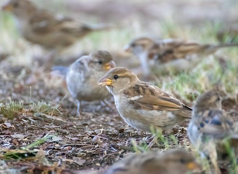 Natur, Spatz, Vogel, Tier, Garten