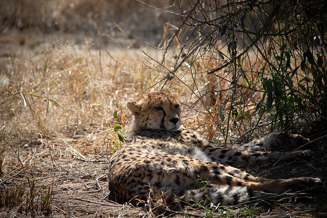 Gepard, Afrika, Natur, Safari, Dyr