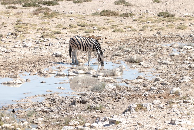 Zebra, Natur, Afrika, Dyreliv, Safari