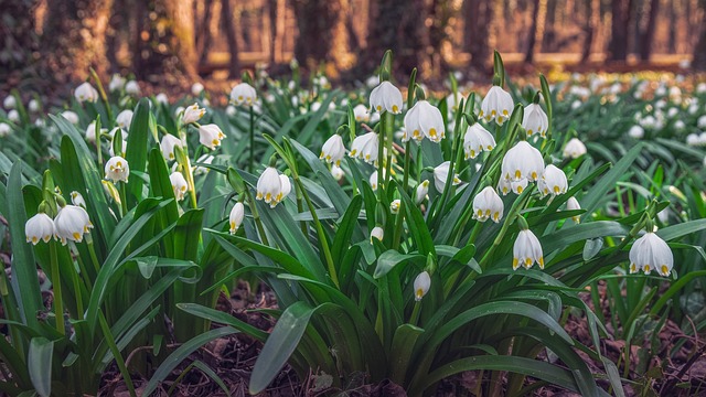 Free Fawn Spring photo and picture