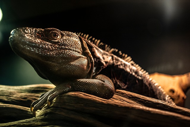 Reptil, Natur, Tier, Gefangenschaft, Zoo