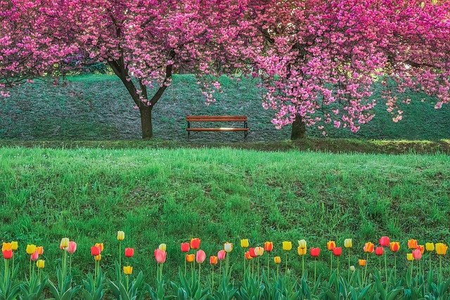 Free Tulip Nature photo and picture