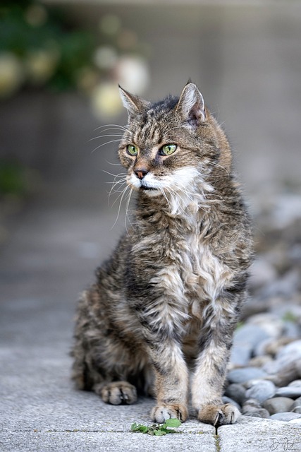 Free Cat Feline photo and picture