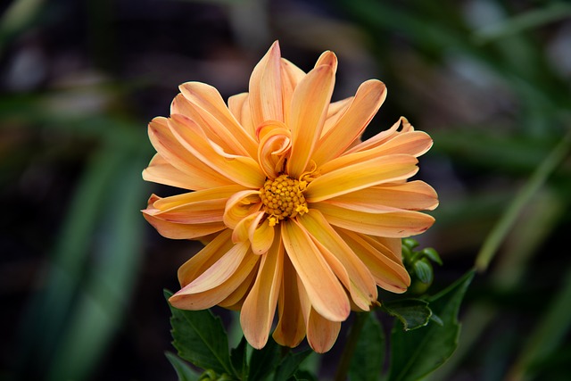 Blomst, Natur, Have, Blomstre, Orange