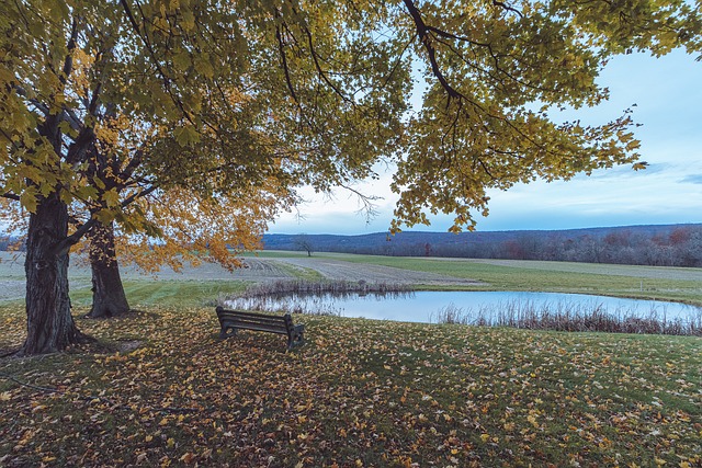Efterår, Natur, Blade, Løv, Dam, Felt