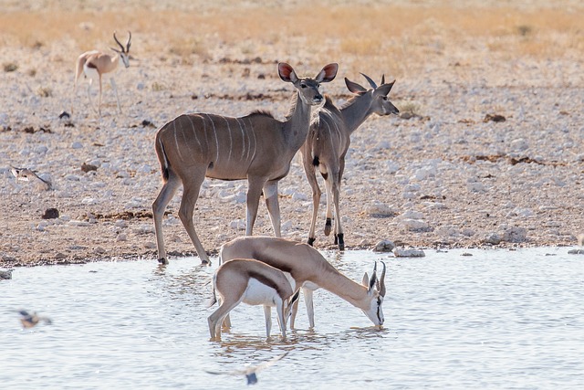 namibia, africa, nature, safari, wildlife, animal, desert, etosha, antelope