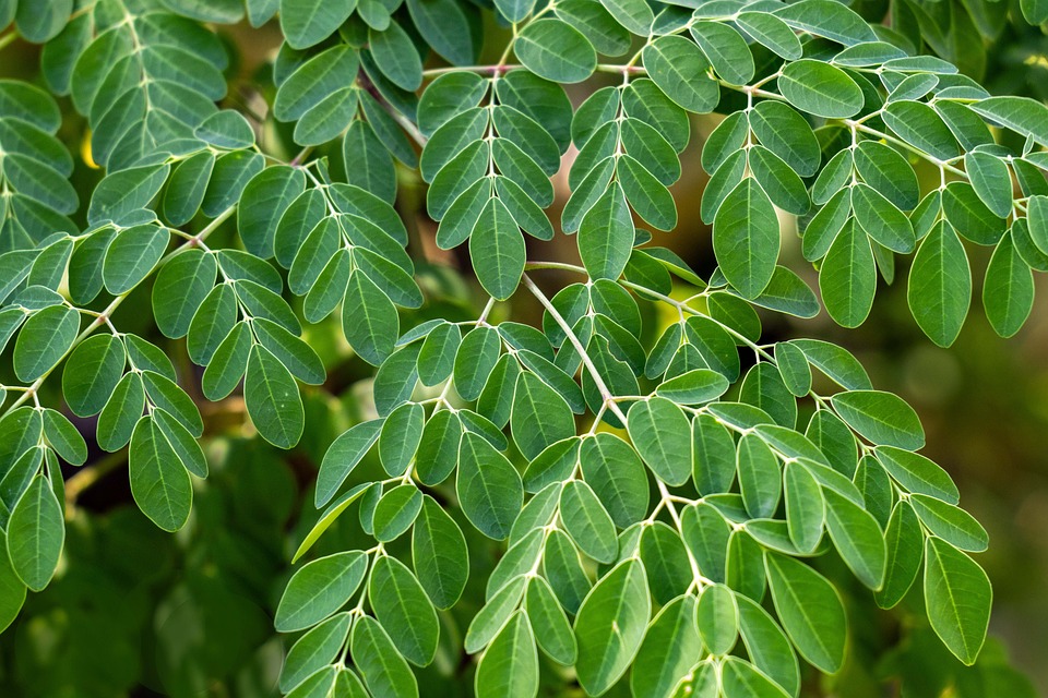 Meracules Tree Miracle Tree Moringa Healthy - Free photo on Pixabay