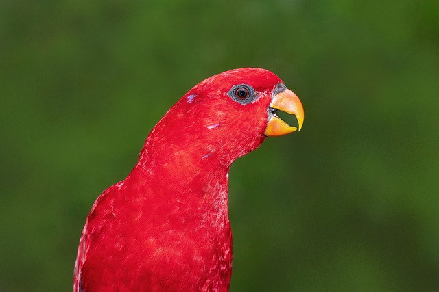 Free Red Lory Parrot photo and picture