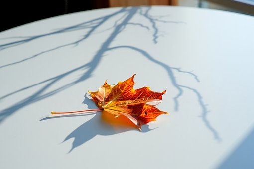 Ahornblatt, Herbst, Herbstlaub