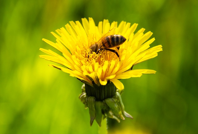 Biene, Löwenzahn, Blume, Natur, Frühling