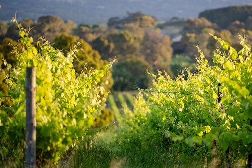 Free Mclaren Vale South Australia photo and picture