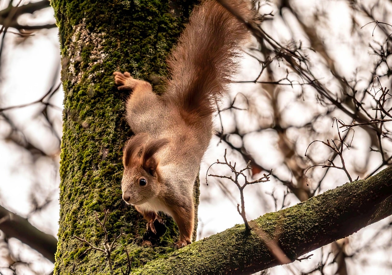 Tree With Squirrel Squirrel Tree Nature - Free photo on Pixabay