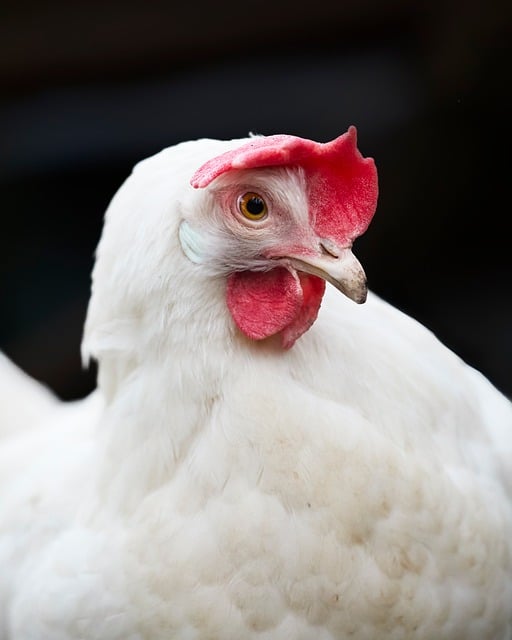 Pollo, Ellos, Aves De Corral, Blanco