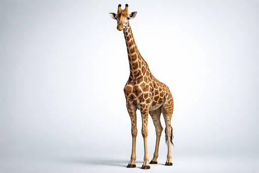 Free Giraffe Tall illustration and picture