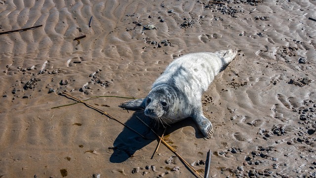Free Baltic Seal Seal Pup photo and picture