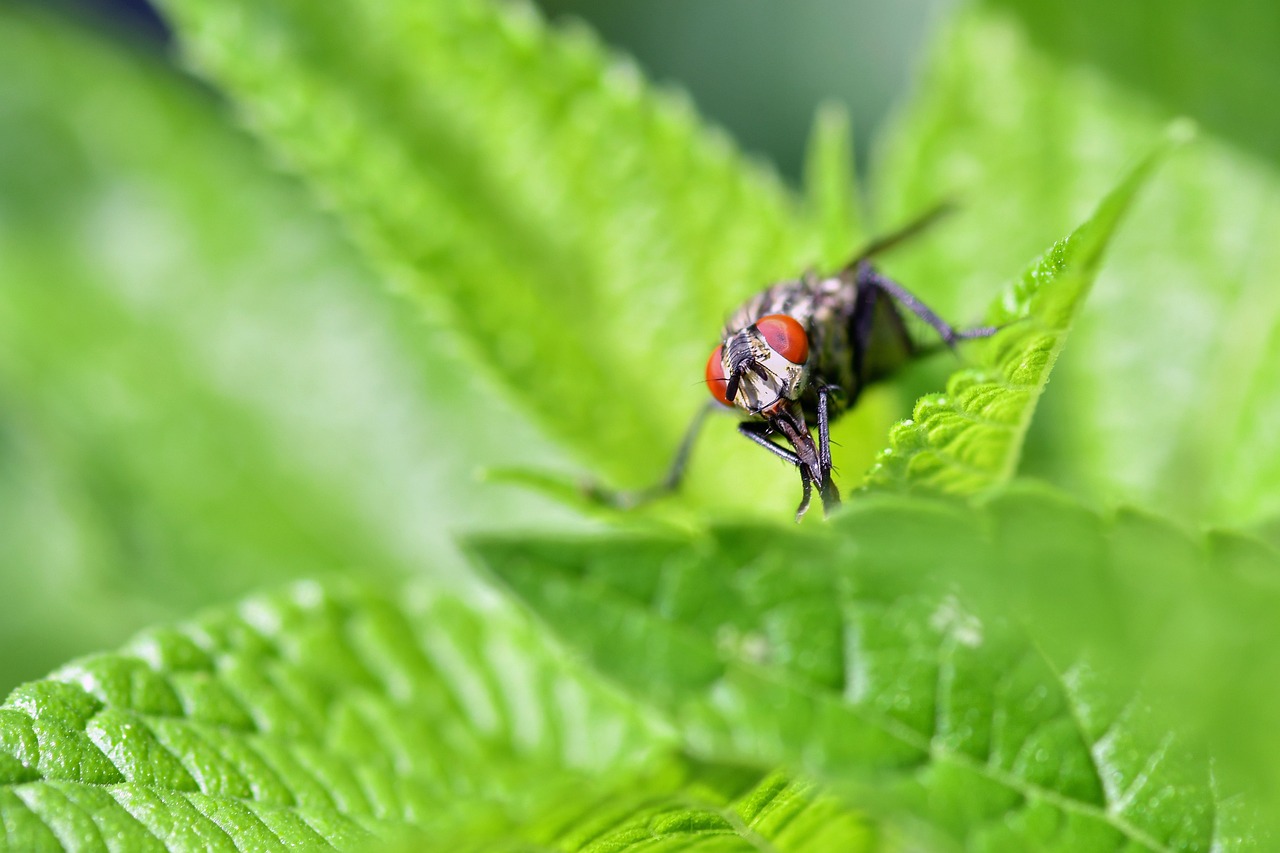 Fly Insect Imagine Fly Insect Nature - Free photo on Pixabay