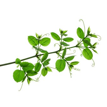 Free Green Branch White Background photo and picture