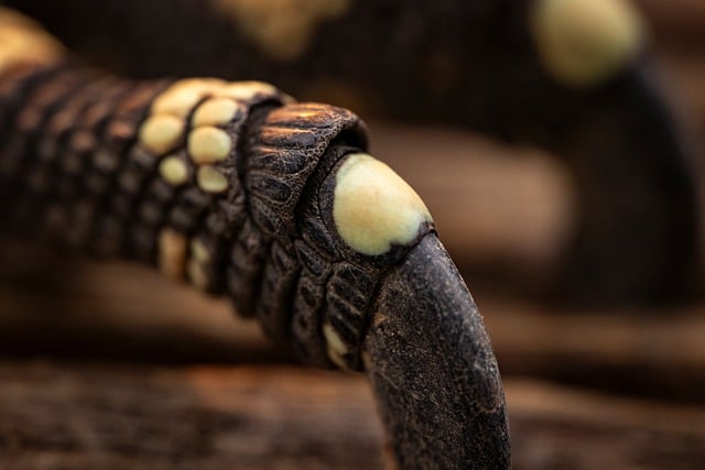 Free Monitor Lace Monitor photo and picture