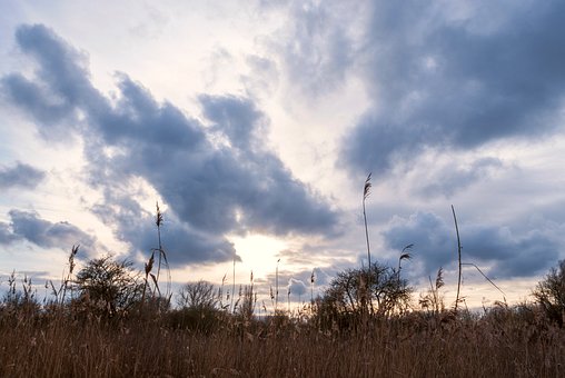Skyer, Himmel, Natur, Rør, Græs, Polder