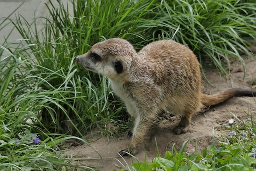 Free Meerkat Grass photo and picture