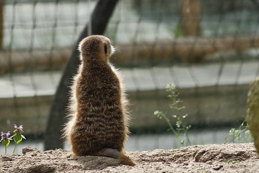 Free Meerkat Animal photo and picture