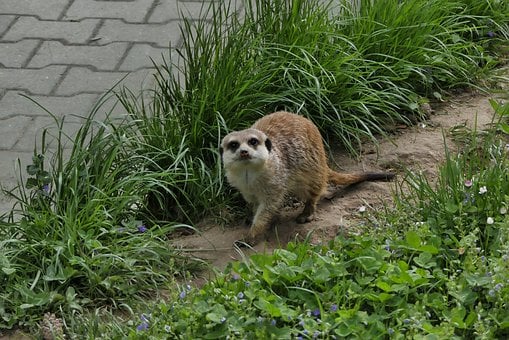 Free Meerkat Animal photo and picture