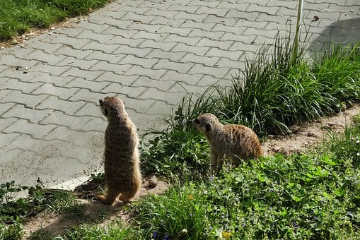 Free Meerkat Zoo photo and picture