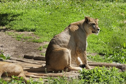 Free Lioness Savanna photo and picture