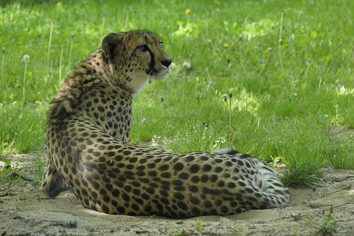Free Cheetah Animal photo and picture