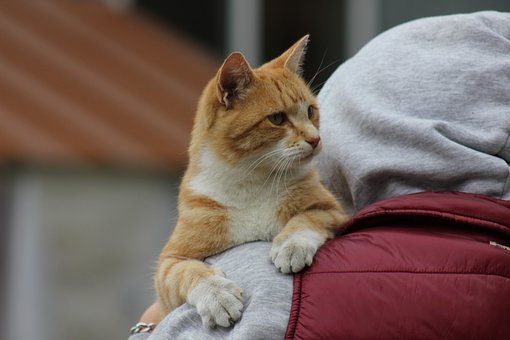 Gato, Mascota, Animal, Gatito, Felino