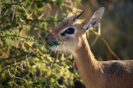 Tier, Säugetier, Antilope, Essen