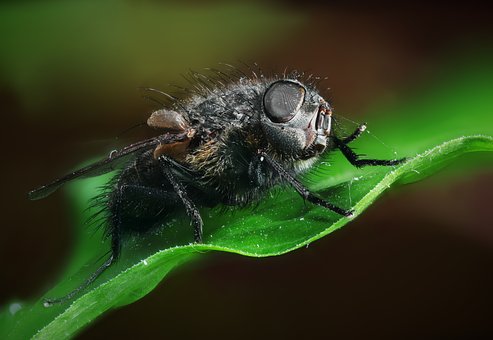 Latać, Owad, Chrząszcz, Owad, Natura