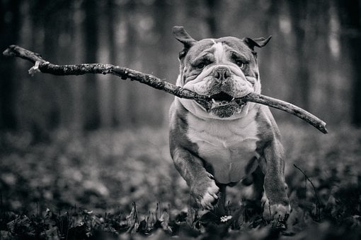 Bulldog, Dog, Animal, Nature, Portrait
