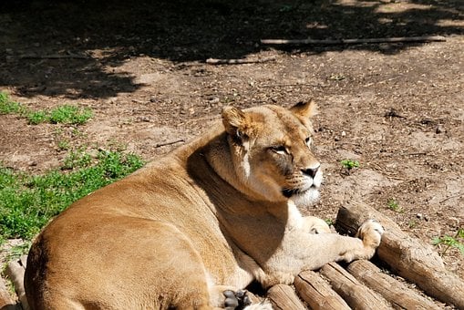 Free Lioness Savanna photo and picture