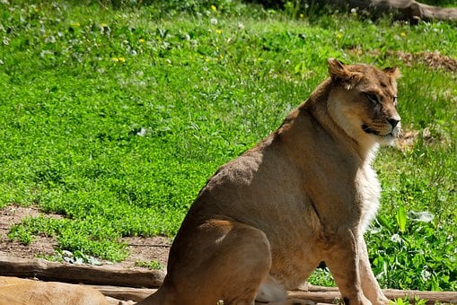 Free Lioness Nature photo and picture