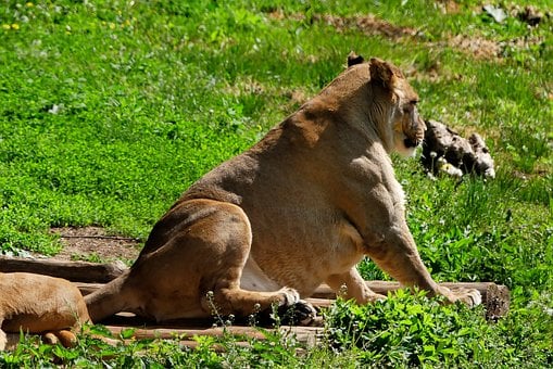 Free Lioness Animals photo and picture