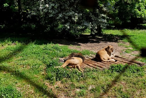 Free Lion Nature photo and picture