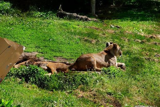 Free Lion Mammal photo and picture