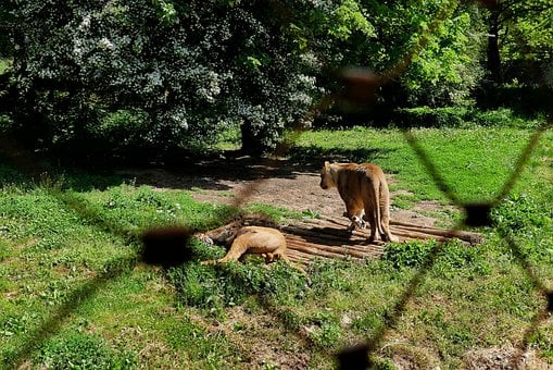 Free Lions Zoo photo and picture