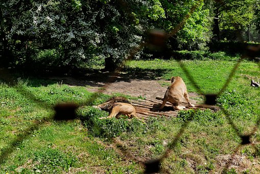 Leu, Grădină Zoologică, Natură