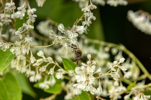 Biene, Natur, Blumen, Garten, Flug