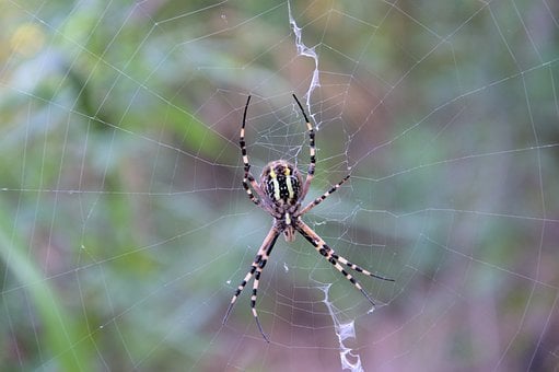 Free Spider Nature photo and picture