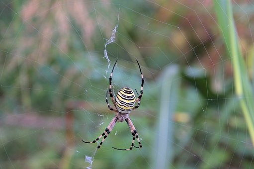Free Spider Nature photo and picture