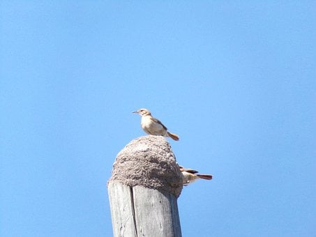 Bäcker, Vogel, Feder, Natur, Bei